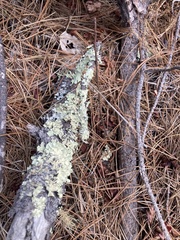 Flavopunctelia flaventior