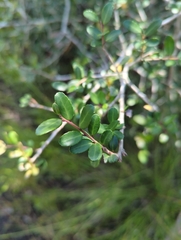 Ilex vomitoria