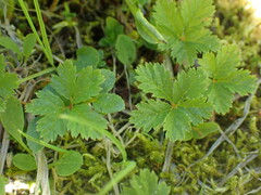 Rubus pedatus