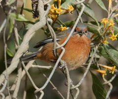 Microspingus erythrophrys