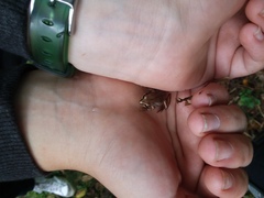 Pseudacris triseriata