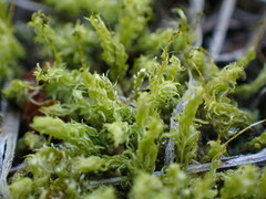 Aulacomnium palustre