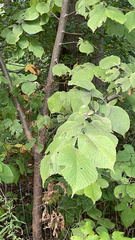 Ulmus glabra