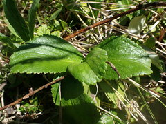 Leptarrhena pyrolifolia