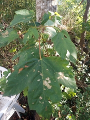 Acer pseudoplatanus