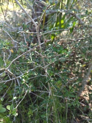 Ilex vomitoria