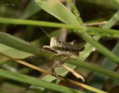 Melanoplus scudderi