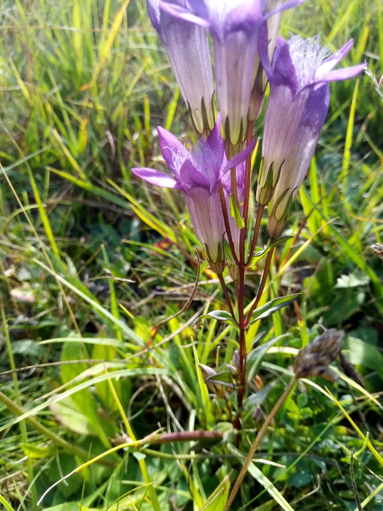 Gentianella praecox; photograph Vladimír Fuka, CC BY, iNaturalist via GBIF