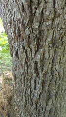 Carya texana