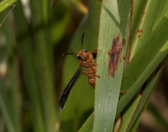Polistes carolina