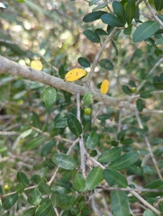 Ilex vomitoria