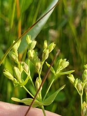 Hypericum mutilum mutilum