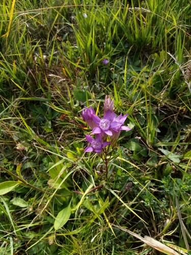 Gentianella praecox, photograph 1