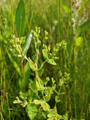 Hypericum mutilum mutilum