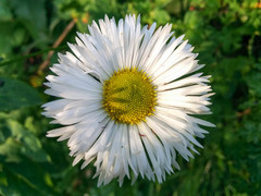 Erigeron formosissimus