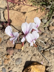 Pelargonium multicaule multicaule