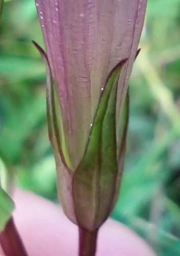 Gentianella praecox, photograph 2