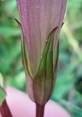 Gentianella praecox