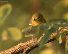 Vireo flavifrons