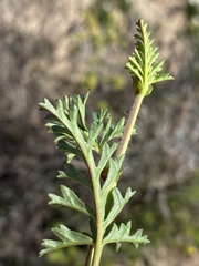 Pelargonium multicaule multicaule