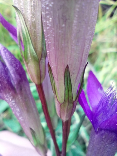 Gentianella praecox, photograph 3