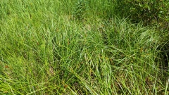 Carex vesicaria