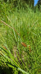 Carex vesicaria