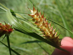 Carex vesicaria