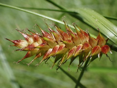 Carex vesicaria