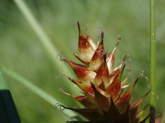 Carex vesicaria