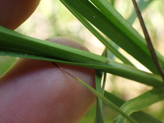 Carex vesicaria