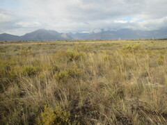 Leucadendron flexuosum