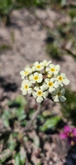 Manulea corymbosa