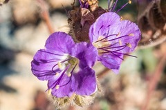 Phacelia