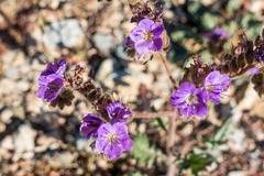 Phacelia