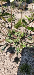Manulea corymbosa