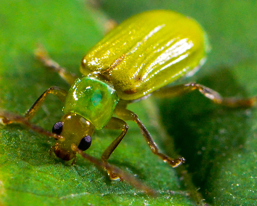 northern corn rootworm