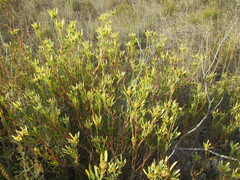 Leucadendron flexuosum