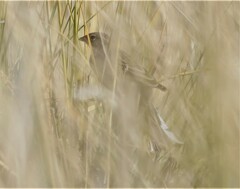 Emberiza hortulana