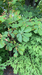 Aesculus hippocastanum