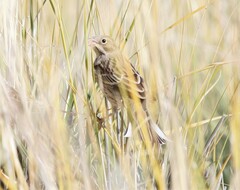 Emberiza hortulana