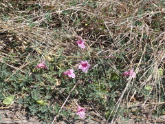 Dicerocaryum senecioides