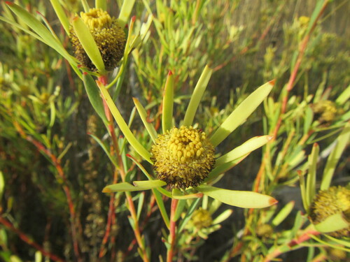 Image of Leucadendron flexuosum by (c) douglaseustonbrown, some rights reserved (CC BY-SA)
