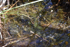 Utricularia macrorhiza