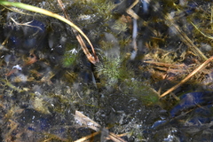 Utricularia macrorhiza