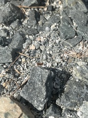 Formica pallidefulva