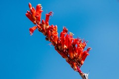 Fouquieria splendens