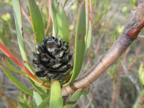 Image of Leucadendron flexuosum by (c) douglaseustonbrown, some rights reserved (CC BY-SA)