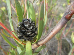 Leucadendron flexuosum