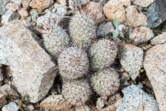Mammillaria grahamii